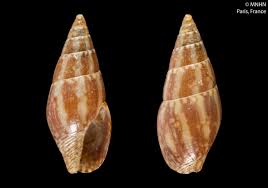 Image result for Dewevrella cochliostema
