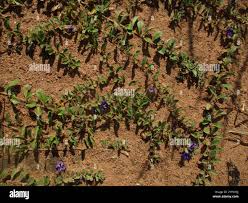 Image result for Aptosimum elongatum