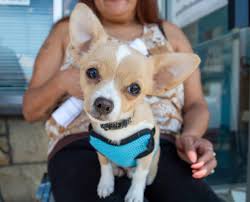 Įmonės sierra pet clinic veiklos vieta: 51 Animals Treated At Pets Of The Homeless Wellness Clinic