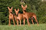 Hounds - List of all Hound dog breeds - K9 Research Lab