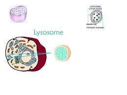 We did not find results for: Cell Structure Function Notes Ppt Video Online Download