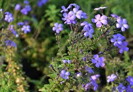 Image result for Jamesbrittenia integerrima