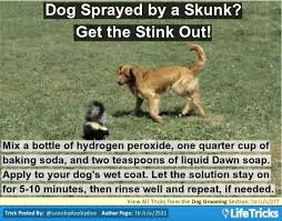 Dog Sprayed By A Skunk Get The Stink Out Dog Spray Dog Sprayed By Skunk Dogs