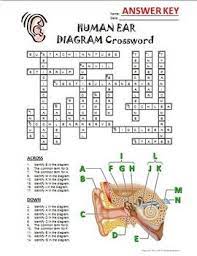 Ear Crossword With Diagram Editable Printable Distance Learning Options Human Ear Diagram Ear Diagram Diagram