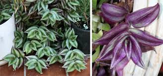 Image result for Tradescantia zebrina