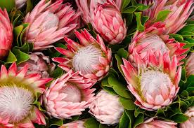 Protea Plant Care How To Grow Protea Plants