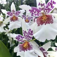 Image result for Blotiella