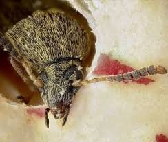 Sortes D Insectes Des Produits Stockes Rentotek By Cgm Maroc