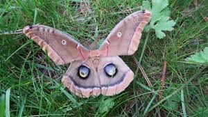 < for the record, don't bring overwintering cocoons or chrysalids inside. Antheraea Polyphemus Polyphemus Moth Welcome Visitor