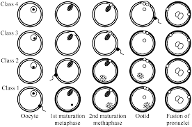 Developmental biology is the study of the process by which animals and plants grow and develop. Embryology