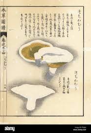 Tsuchigamuri mushroom, Lactarius piperita. Handcoloured woodblock print  from Iwasaki Kan'en's 