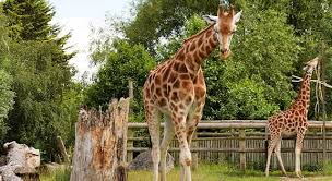 If you can ace this general knowledge quiz, you know more t. Who Founded Chester Zoo Trivia Questions Quizzclub