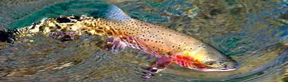 Continuing past roaring glacial waters of avalanche creek, and through a field peppered with avalanche remnants, you come to the beautiful lake cradled. Fly Fishing The Flathead Rivers And Glacier National Park Montana Green Valley Ranch Montana