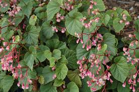 They possess two strabismus eyes and large teeth. Begonias How To Plant Grow Care For A Begonia Plant Garden Design