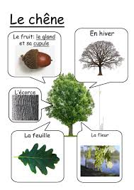 Epingle Sur Learning French