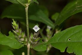 Image result for Neuracanthus