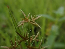 Image result for Cyperus haspan