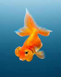 Gold Fish Goldfish Fish Siamese Fighting Fish