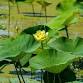 Taste of Nature: American Lotus Flower event image