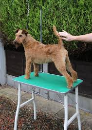 North Of England Irish Terrier Club Trimming Page