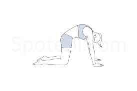Cat Pose Marjaryasana Cat Pose Workout Guide Yoga Poses