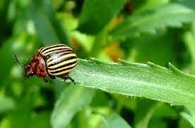 5 steps for controlling potato beetles. Controlling Colorado Potato Beetle How To Prevent Potato Beetles