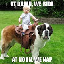 See more ideas about memes, panthers memes, marvel memes. At Dawn We Ride At Noon We Nap I Has A Hotdog Dog Pictures Funny Pictures Of Dogs Dog Memes Puppy Pictures Doge