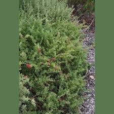 Image result for Rhagodia