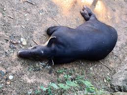 Seiring waktu dan mulai banyaknya. Sa Var Det Tapirer Maurslukere Otere Og Annet Then There Were Tapirs Anteaters Otters And En Idiot Pa Mc Tur An Idiot And His Motorbike Going Abroad Facebook