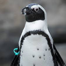 Image result for penguin
