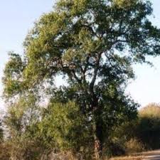 Image result for Berchemia discolor