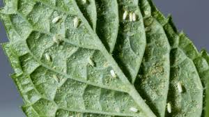 The color yellow attracts whiteflies. Whiteflies On Plants 1 Best Remedy Hacks Plantophiles