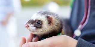The Largest U S Based Home Builder For Pets Midwest Homes