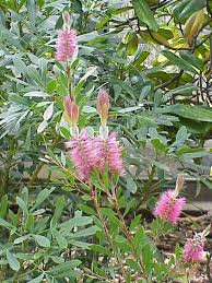 Image result for Callistemon