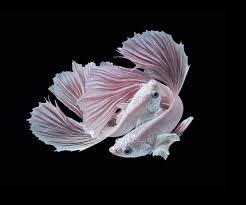 Betta fish care on vacation. Gallery Siena International Photo Awards