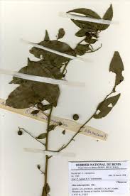 Image result for Olax gambecola