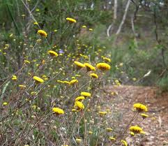 Image result for Wahlenbergia paludicola
