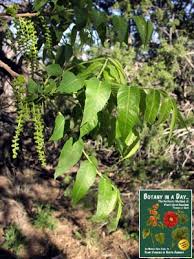 Image result for Juglandaceae