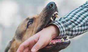 proprietor of canine