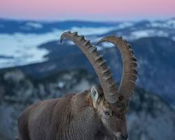 Image of Ibex