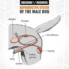 Parts of the body, human body parts: Male Female Dog Reproductive Systems Organs And Hormones