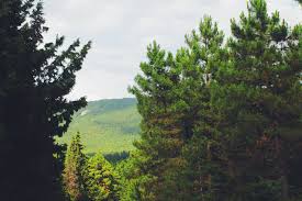 Resimler Panosundaki Pin