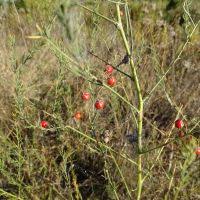 Image result for Asparagus krebsianus