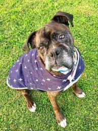 Teca Review Total Ear Canal Ablation In Dogs Walkerville Vet