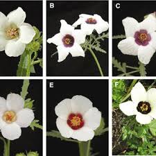 Image result for Hibiscus tridactylites