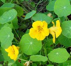 Edible Flower Nasturtium Nasturtium Edible Flowers Herbs