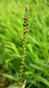 Image result for Urochloa eminii