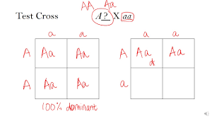 Find out why inheritance of dominant and recessive alleles produces the characteristics that make every the punnett square below shows the expected genotypes of the offspring of parent pea plants that both have the genotype rr. 4 2 1 Monohybrid Crosses And Segregation Biology Libretexts