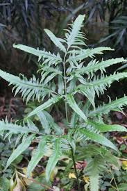 Image result for Coniogramme