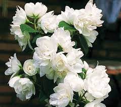 Philadelphus Snow White Sensation White Flower Farm White Flowers Fragrant Plant